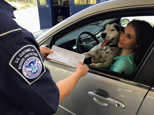 Featured: Female with a dog in driver's seat being pulled over by police- Driving without a driver's license